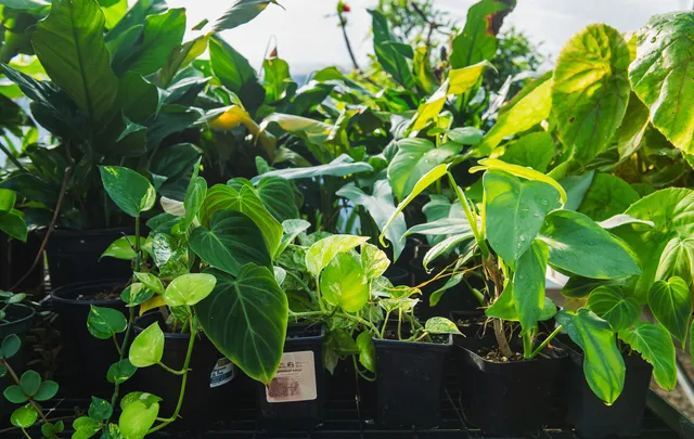 Houston Zoo Plant Sale