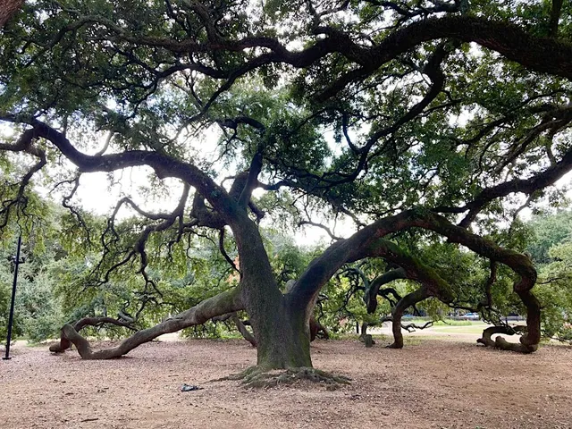Gentle Yoga in the Park